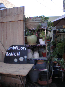 0109blogpicDandelionRanch6